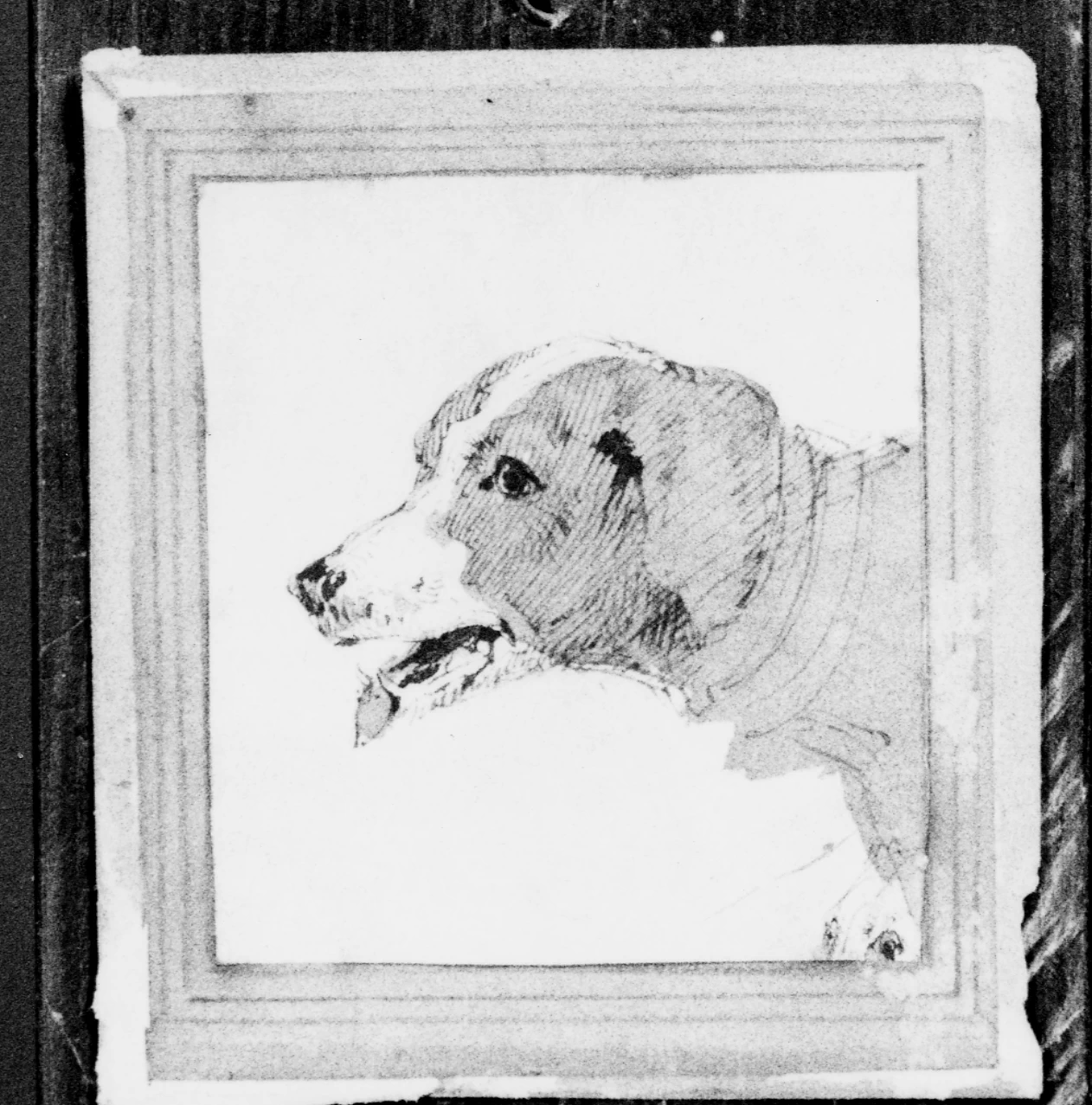 Francesco Paolo Michetti - 210, testa di cane, Museo Civico, Vasto 1
